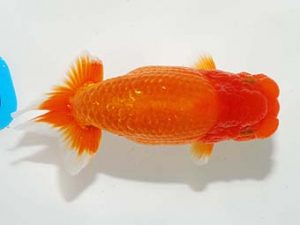 錦友会　脇行司一　影山　繁　沼津市