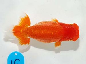 錦友会　脇行司二　御手洗逸夫　三島市