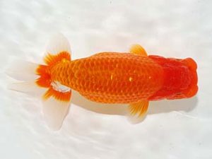 錦友会　取締一　寺越良市　小松市