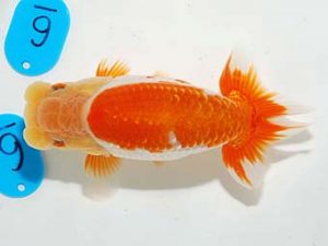 錦友会 東関脇　影山　繁　沼津市