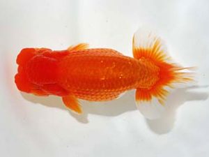 錦友会 西関脇　田中康浩　豊橋市