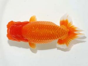 錦友会 東小結　鈴木和也　沼津市