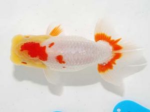 錦友会 西小結　鈴木克己　浜松市