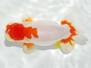 錦友会　安藤　寛　周智郡