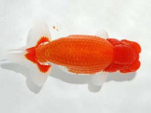 錦友会　西大関　川合実次　三島市