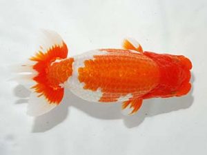 錦友会　立行司　松本芳夫　静岡市