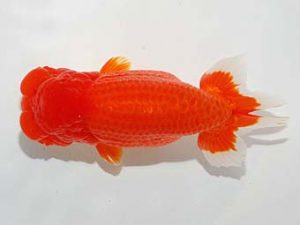 錦友会　取締一　根木清次　浜松市