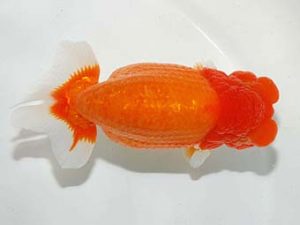 錦友会　北川浩三　島田市