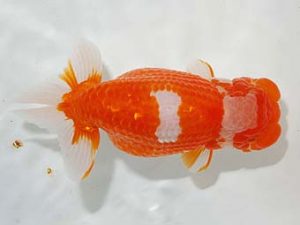 錦友会　西大関　松田力三　浜松市