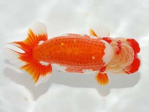 錦友会　取締一　松橋　悟　豊橋市