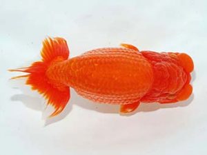 錦友会　取締二　松本芳夫　静岡市