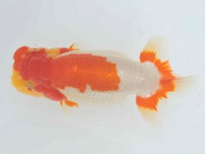 三河金鱗会　東大関　池内芳尚　刈谷