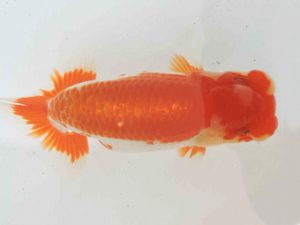 三河金鱗会　立行司　稲葉信泰　美浜