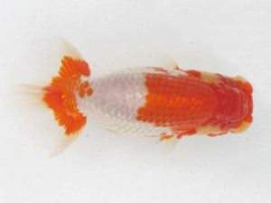 三河金鱗会　東取締　小笠原　茂　碧南