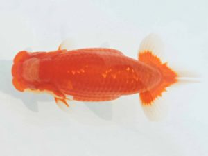 三河金鱗会　西取締　目時勝太郎　西尾