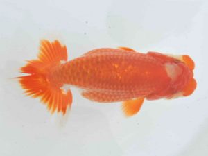 三河金鱗会　東大関　小早川義幸　半田