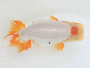 三河金鱗会　東取締　稲葉信泰　美浜