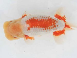 三河金鱗会　東大関　磯村則之　武豊