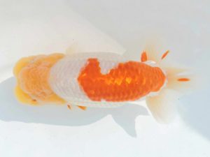 三河金鱗会　立行司　伊藤孝広　犬山