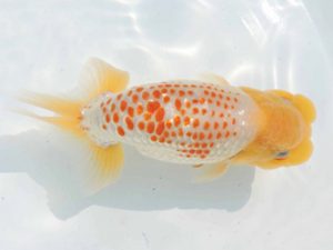 三河金鱗会　西取締　榊原英樹　武豊