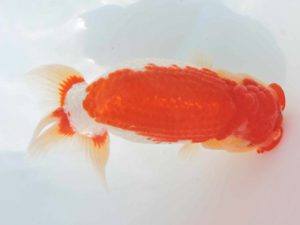 三河金鱗会　東大関　鎌田芳男　稲沢