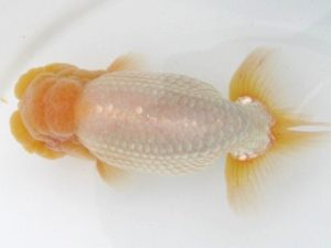 三河金鱗会　西大関　有賀昌司　八百津