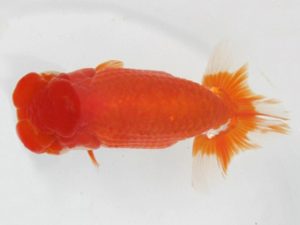 三河金鱗会　立行司　野口　弘　半田