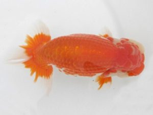 三河金鱗会　東取締　野口　弘　半田