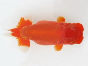 三河金鱗会　西取締　山田芳人　清須