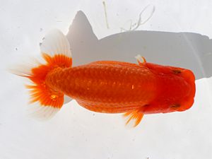 三郷らんちゅう会　東大関　篠塚賢治