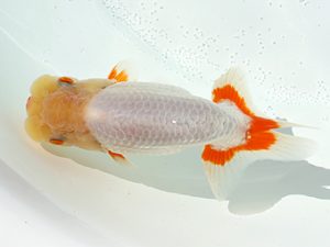 三郷らんちゅう会 勧進元一　齋藤勝則