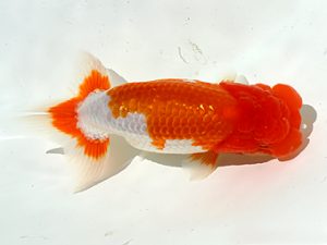 三郷らんちゅう会 勧進元二　金久保正博