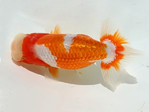 三郷らんちゅう会 行司一　篠塚賢治