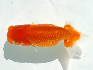 三郷らんちゅう会　行司二　鈴木光秋