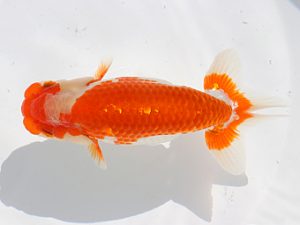 三郷らんちゅう会　行司三　鈴木正裕