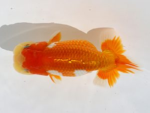 三郷らんちゅう会　脇行司一　武川武文