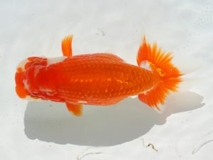 三郷らんちゅう会　脇行司二　萩原秀雄