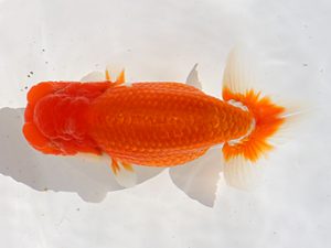 三郷らんちゅう会　西大関　岡戸雅邦