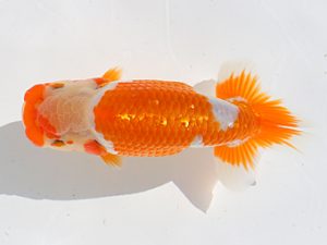 三郷らんちゅう会　立行司　金久保正博