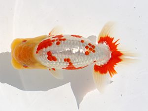 三郷らんちゅう会　取締一　篠塚賢治