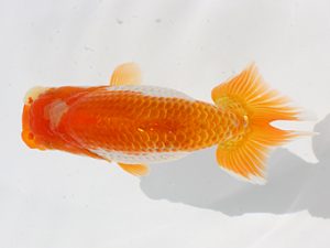 三郷らんちゅう会　取締二　齋藤勝則