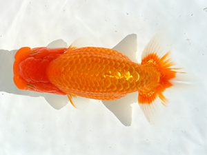 三郷らんちゅう会 東関脇　鈴木光秋