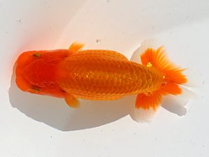 三郷らんちゅう会 西関脇　金久保正博