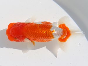 三郷らんちゅう会 東小結　篠塚賢治