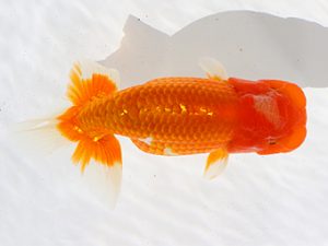 三郷らんちゅう会 西小結　武川武文