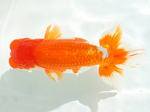 三郷らんちゅう会　加藤浩志