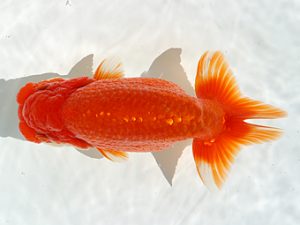 三郷らんちゅう会　西大関　加藤浩志