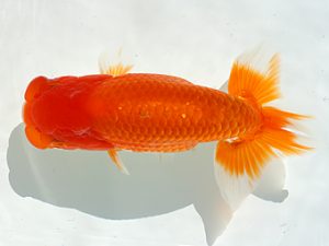 三郷らんちゅう会　立行司　丸山晴之