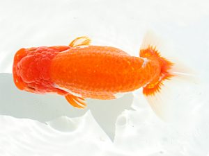 三郷らんちゅう会　取締一　篠塚賢治