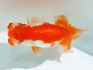 三郷らんちゅう会　取締二　渡辺光男